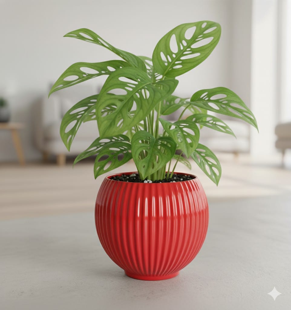 Monstera Broken Heart in 5 Inch Rose Red Matt Sylvan Plastic Pot