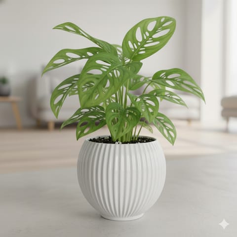 Monstera Broken Heart in 5 Inch White Matt Sylvan Plastic Pot