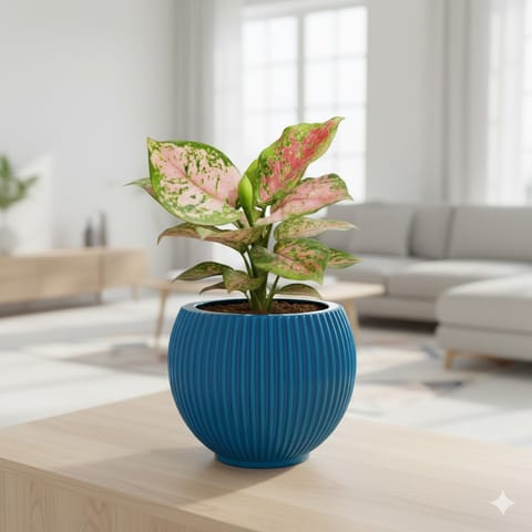 Aglaonema Pink Dalmation in 5 Inch Azure Blue Matt Sylvan Plastic Pot