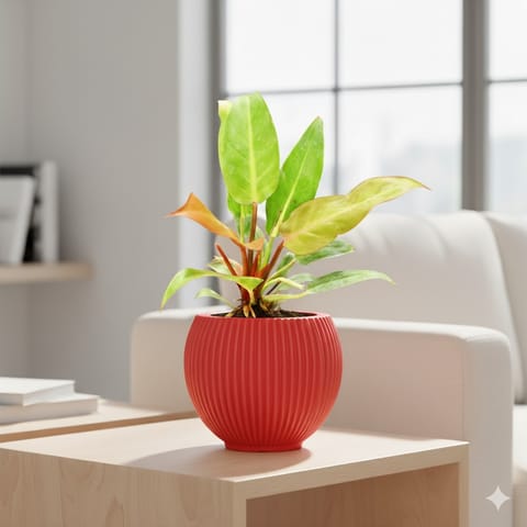 Philodendron Red in 5 Inch Rose Red Matt Sylvan Plastic Pot