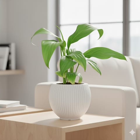 Peace Lily in 5 Inch White Matt Sylvan Plastic Pot
