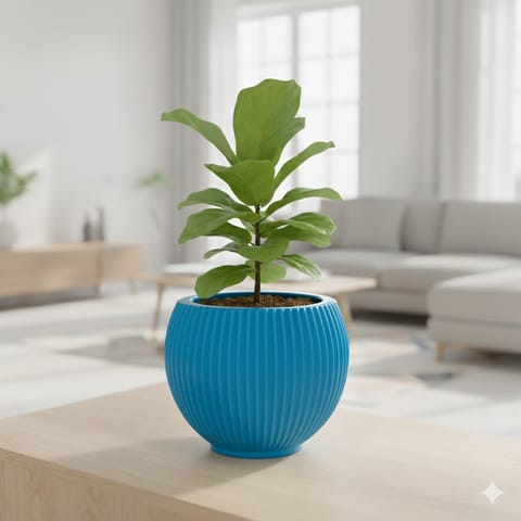 Fiddle Leaf Fig in 5 Inch Azure Blue Matt Sylvan Plastic Pot
