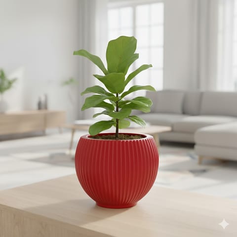 Fiddle Leaf Fig in 5 Inch Rose Red Matt Sylvan Plastic Pot