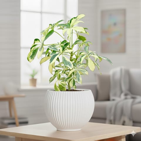 Schefflera Brassia in 5 Inch White Matt Sylvan Plastic Pot