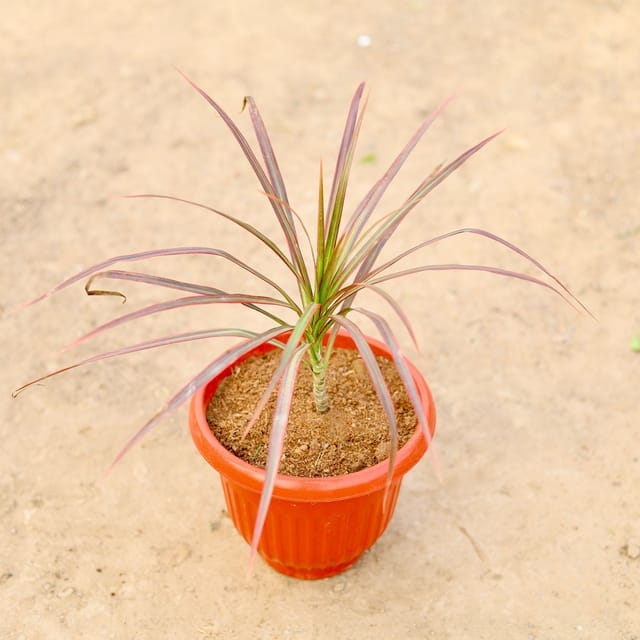 Dracaena Colorama / Marginata in 8 Inch Terracotta Red Olive Plastic Pot