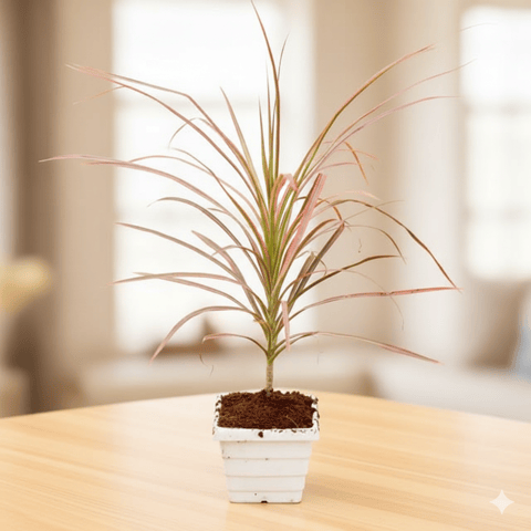 Dracaena Colorama / Marginata Red in 4 Inch White Marble Premium Orchid Square Plastic Pot - Table Top Special Indoor Plant