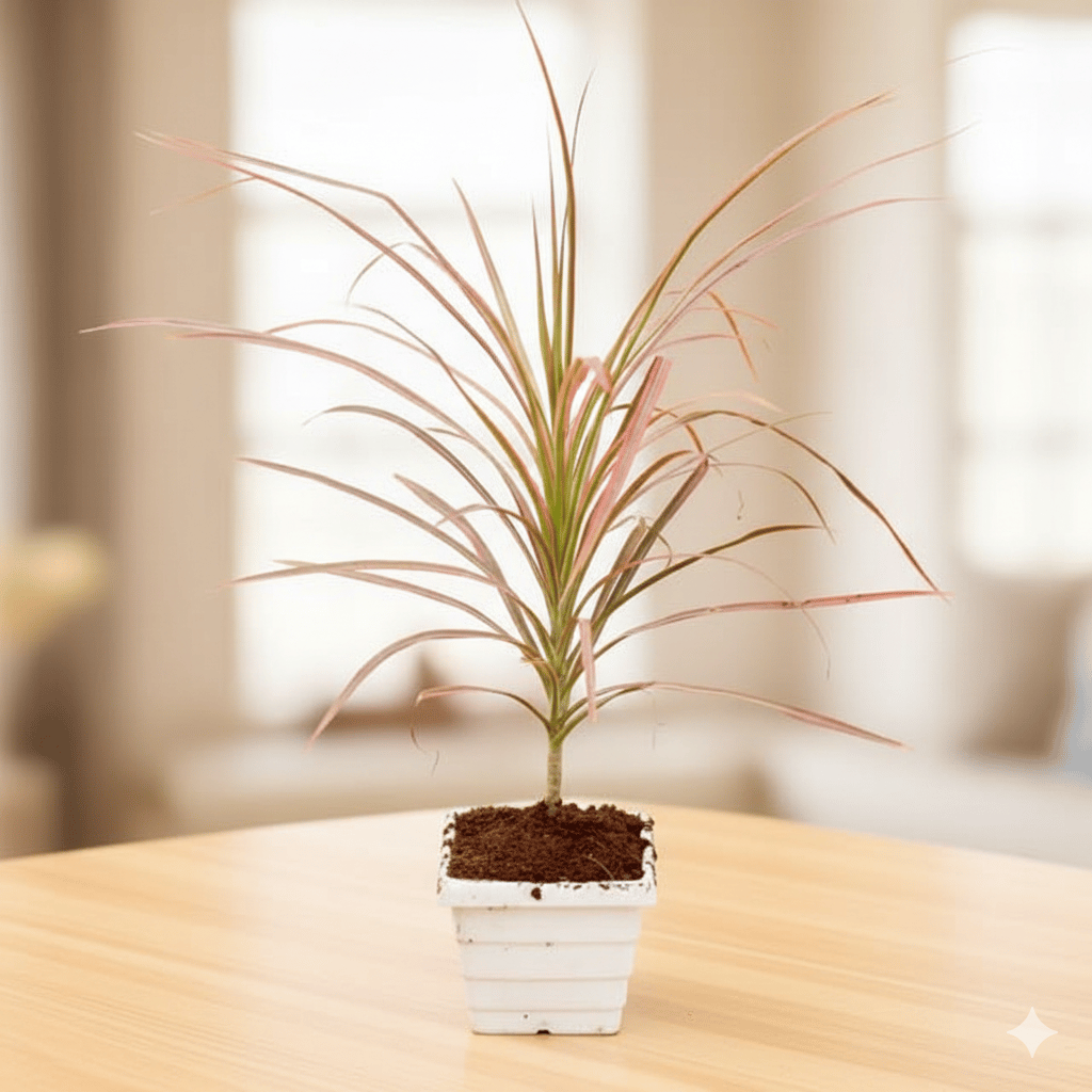 Dracaena Colorama / Marginata Red in 4 Inch White Marble Premium Orchid Square Plastic Pot - Table Top Special Indoor Plant