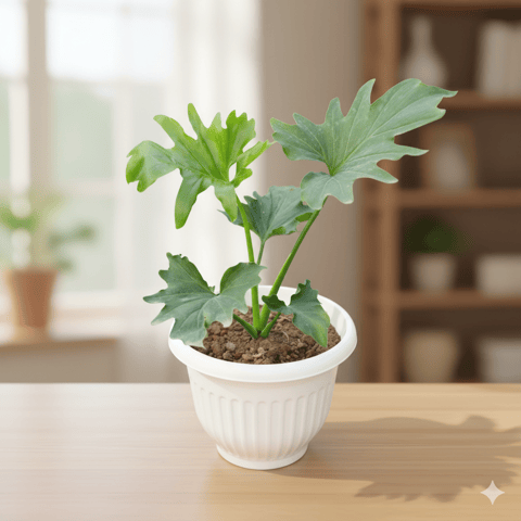 Philodendron Selloum in 8 Inch White Olive Plastic Pot