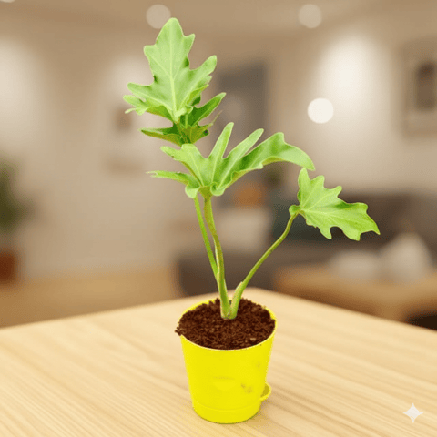 Philodendron Selloum in 4 Inch Yellow Florence Self Watering Pot