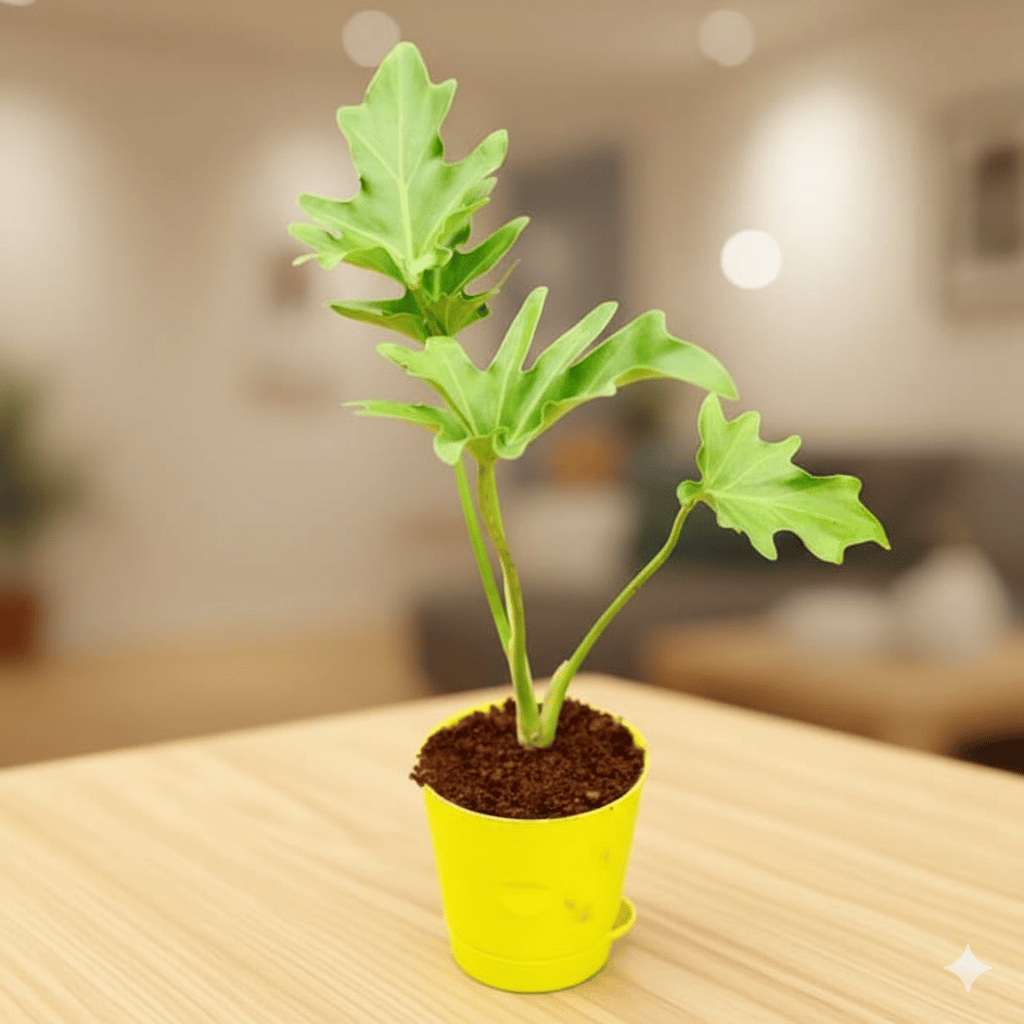 Philodendron Selloum in 4 Inch Yellow Florence Self Watering Pot