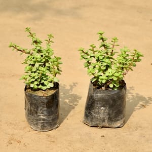 Set of 2 - Jade Plant in 4 Inch Nursery bag