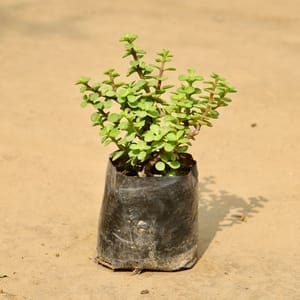 Jade Plant in 4 inch Nursery Bag