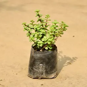 Jade Plant in 4 inch Nursery Bag