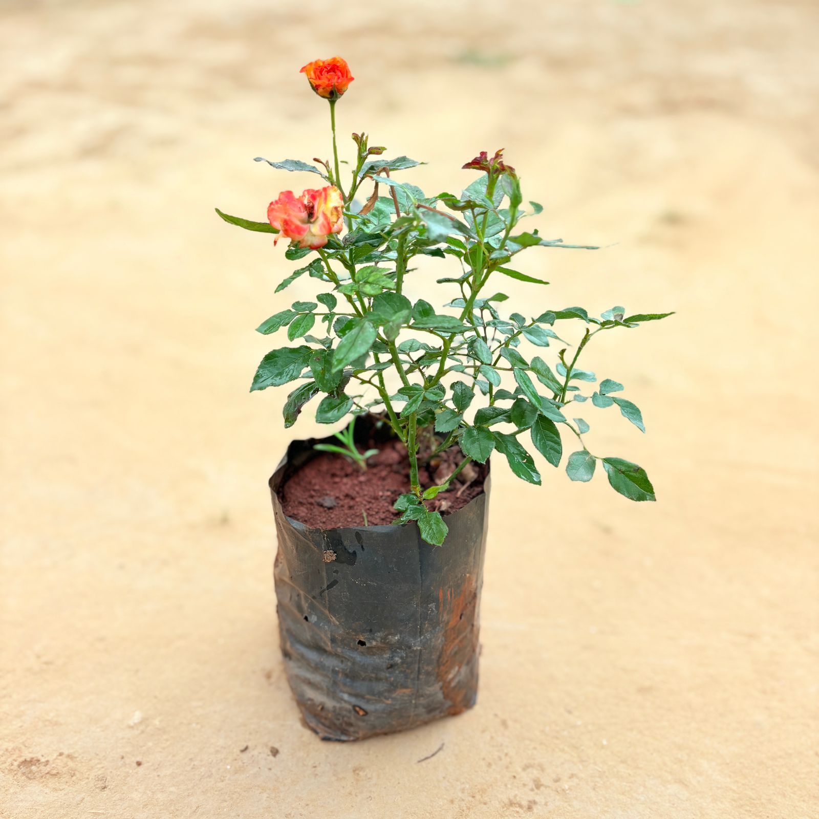 Rose Fusion Bloom (any colour) in 6 Inch Nursery Bag