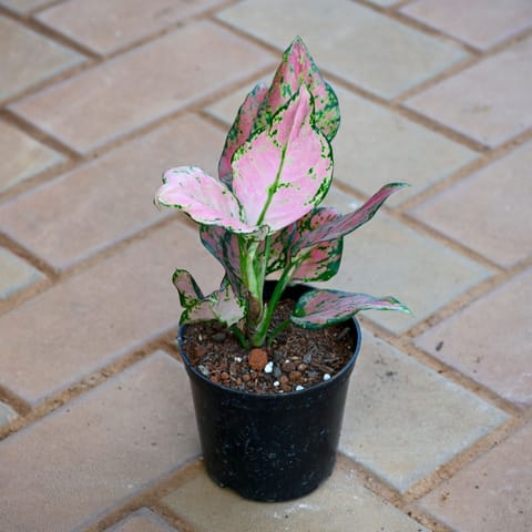 Aglaonema Pink Dalmatian in 4 Inch Nursery Pot