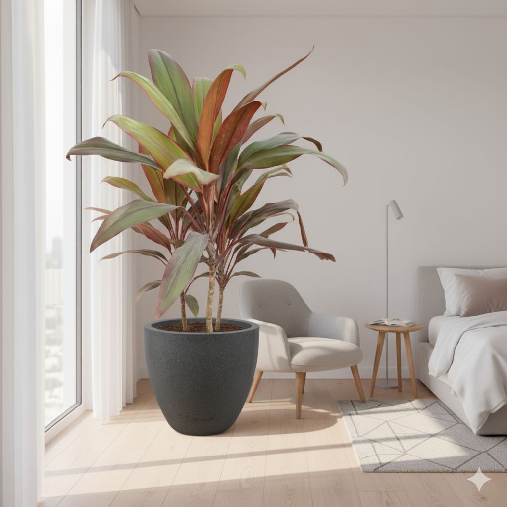 Dracaena Rosea (~ 2 Ft) in 08 X 08 Inch Grey Premium Convessa Fiberglass Planter