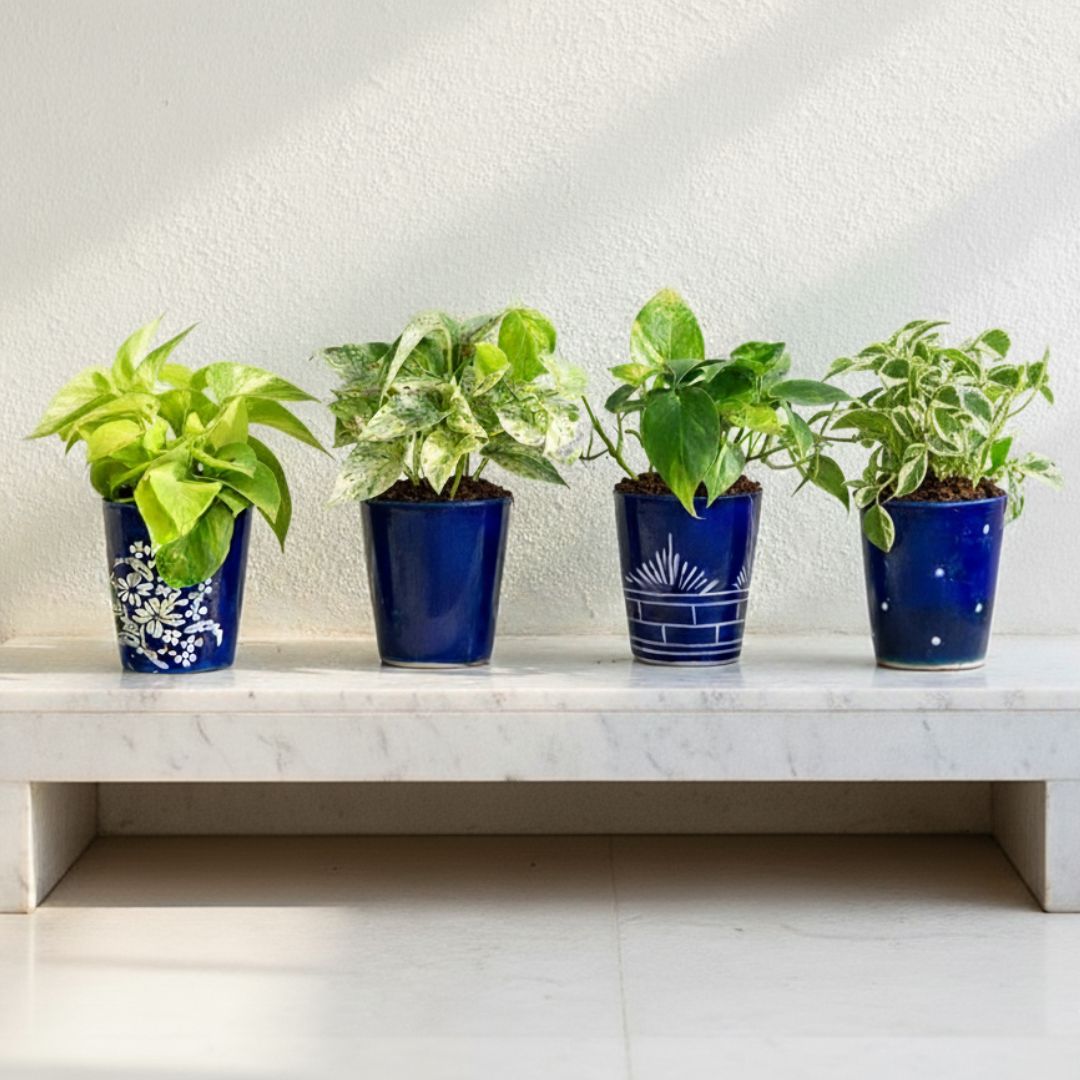 Set of 4 - Money Plant (N'joy, Golden, White & Green) in 5 Inch Balti Designer Ceramic Pot (any colour & design)