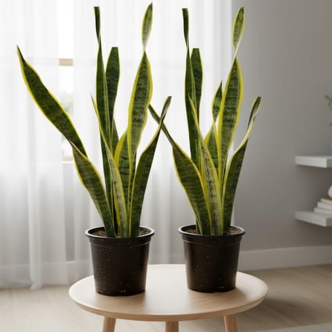 Air Purifier Set of 2 - Snake Golden in 6 Inch Nursery Pot