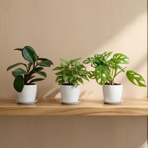 Set of 3 - Syngonium Pixie Green, Monstera Broken Heart & Peperomia / Radiator Plant Black in 4 Inch Classy White Cup Ceramic Pot with Tray