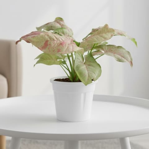 Air Purifier - Syngonium Milky (Rare Variety) in 4 Inch Nursery Pot - Best Indoor Plant for Home