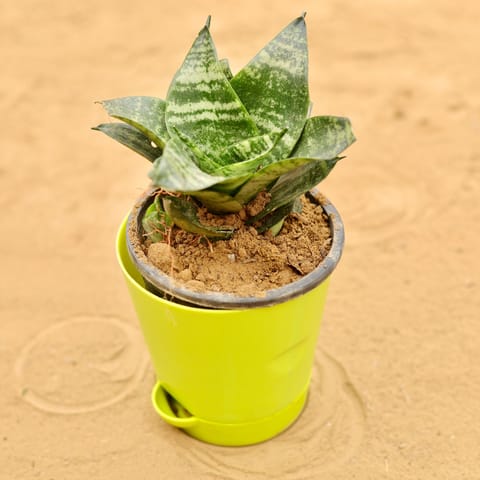Snake Green in 4 Inch Green Florence Self Watering Pot