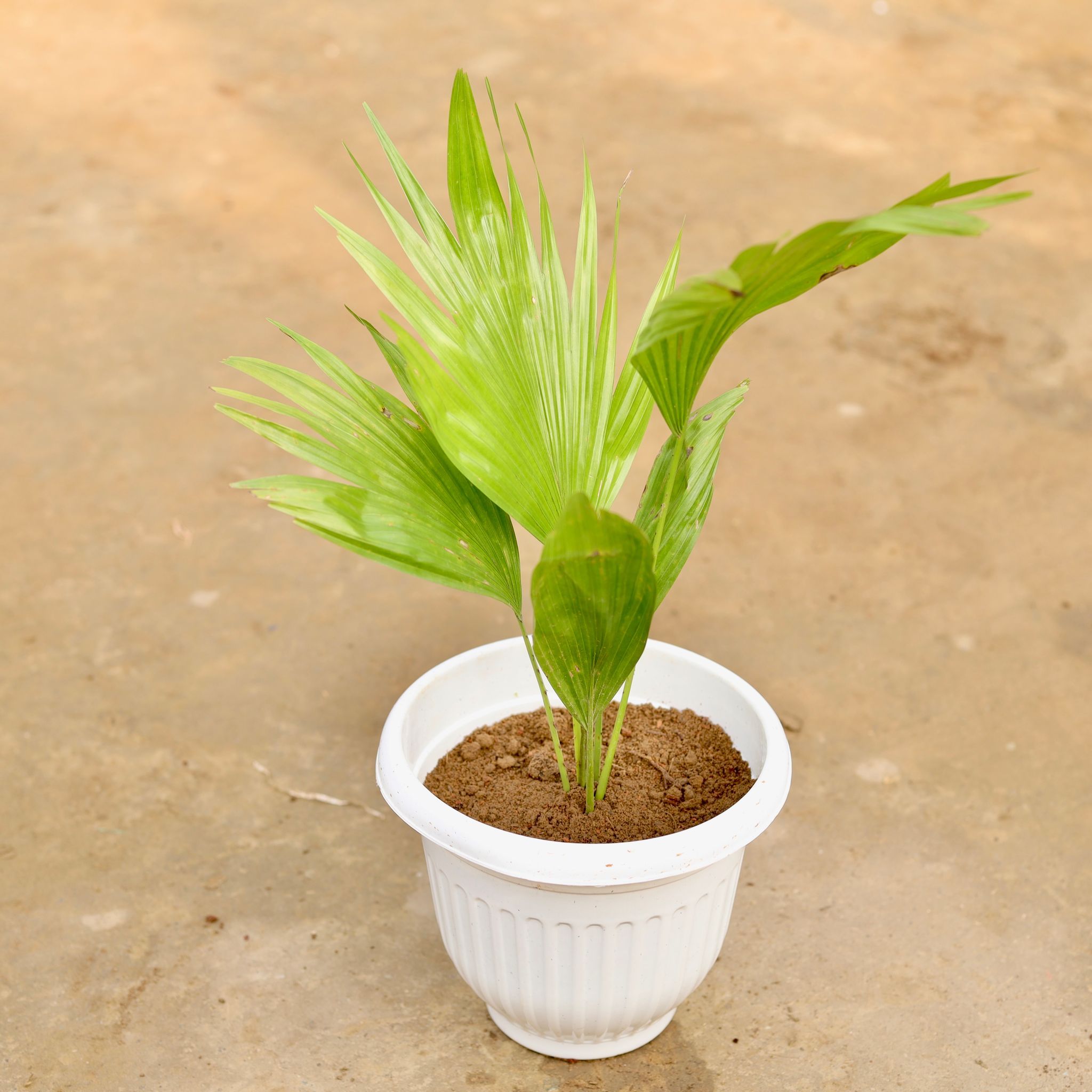 China Palm in 8 Inch White Olive Plastic Pot