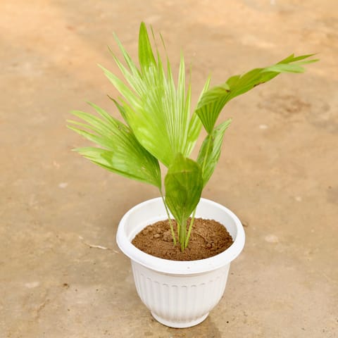 China Palm in 8 Inch White Olive Plastic Pot