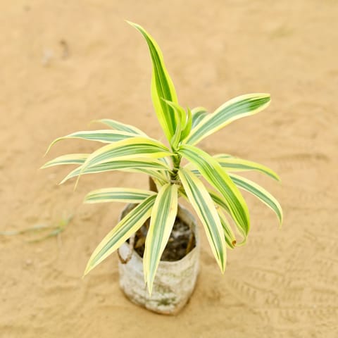 Song Of India in 4 Inch Nursery Bag