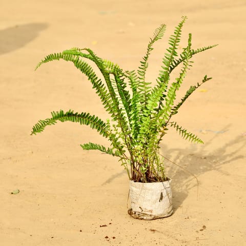 Fern Green in 4 Inch Nursery Bag