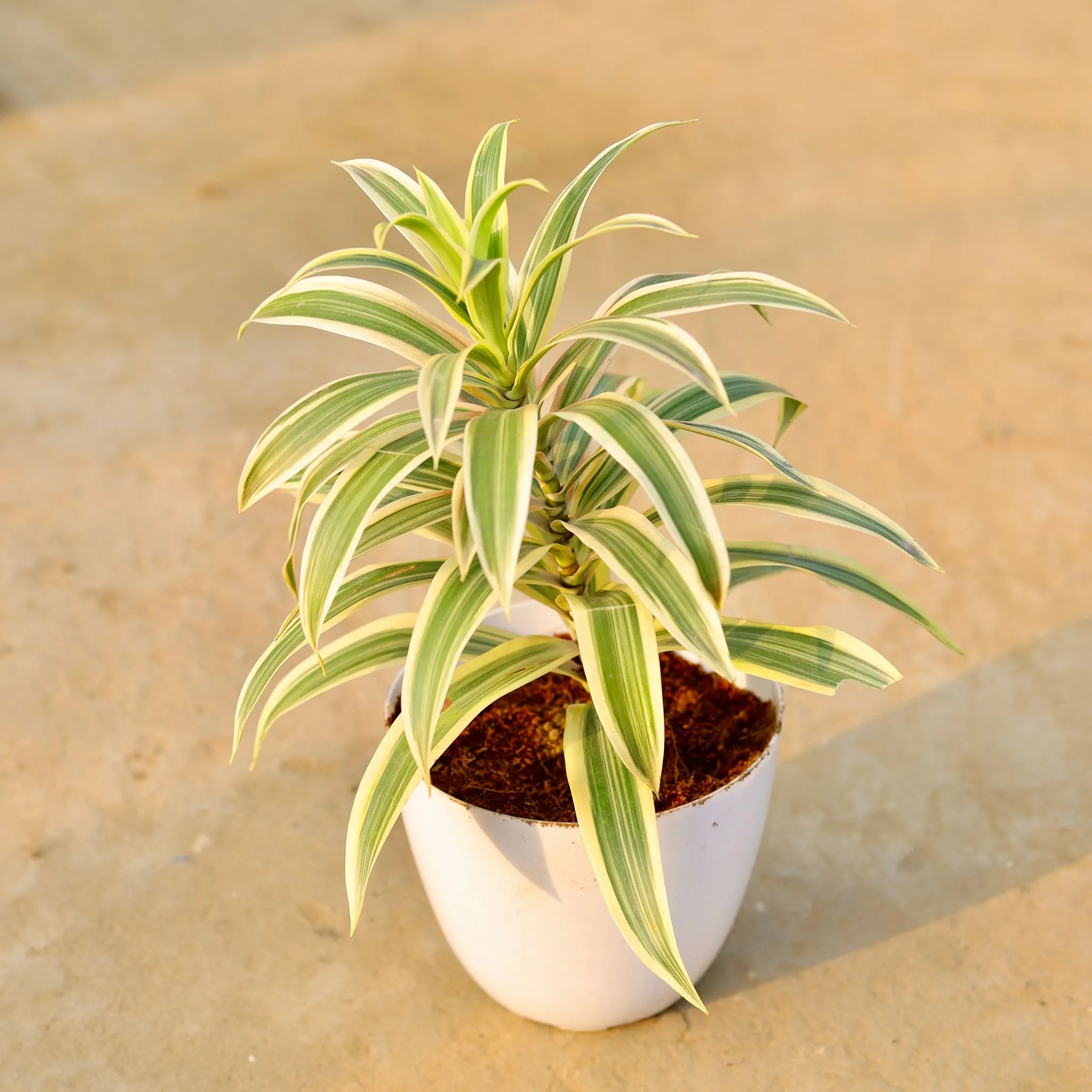 Song of india in 6 Inch White Premium Orchid Round Plastic Pot