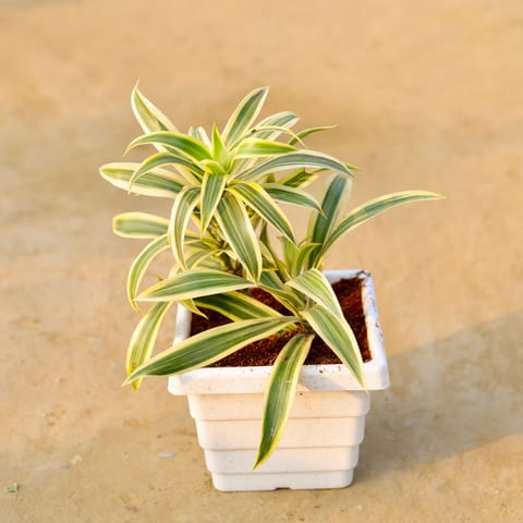 Song of india in 6 Inch White Marble Premium Orchid Square Plastic Pot