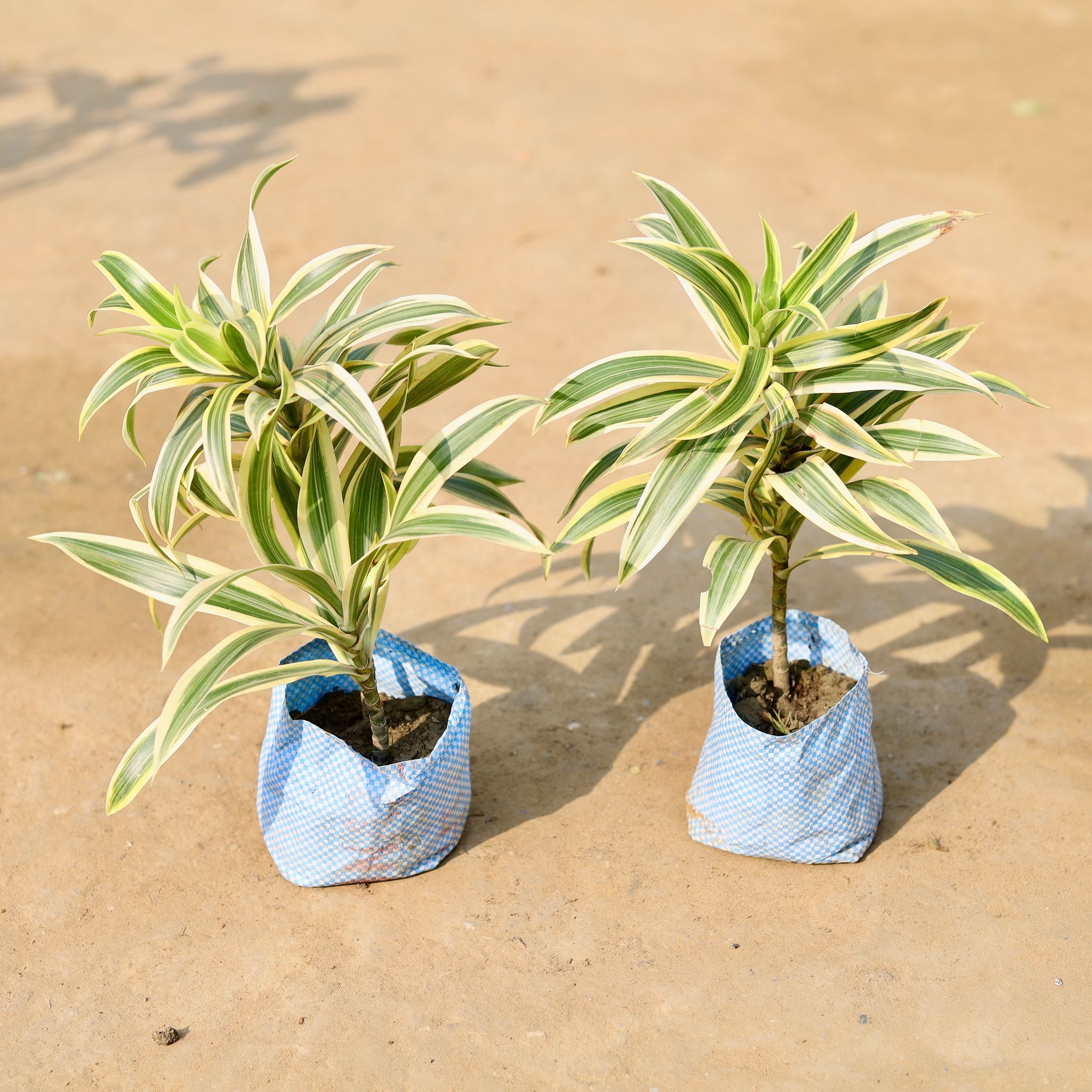 Set of 2 - Song of india in 4 inch Nursery Bag