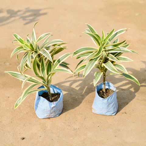 Set of 2 - Song of india in 4 inch Nursery Bag
