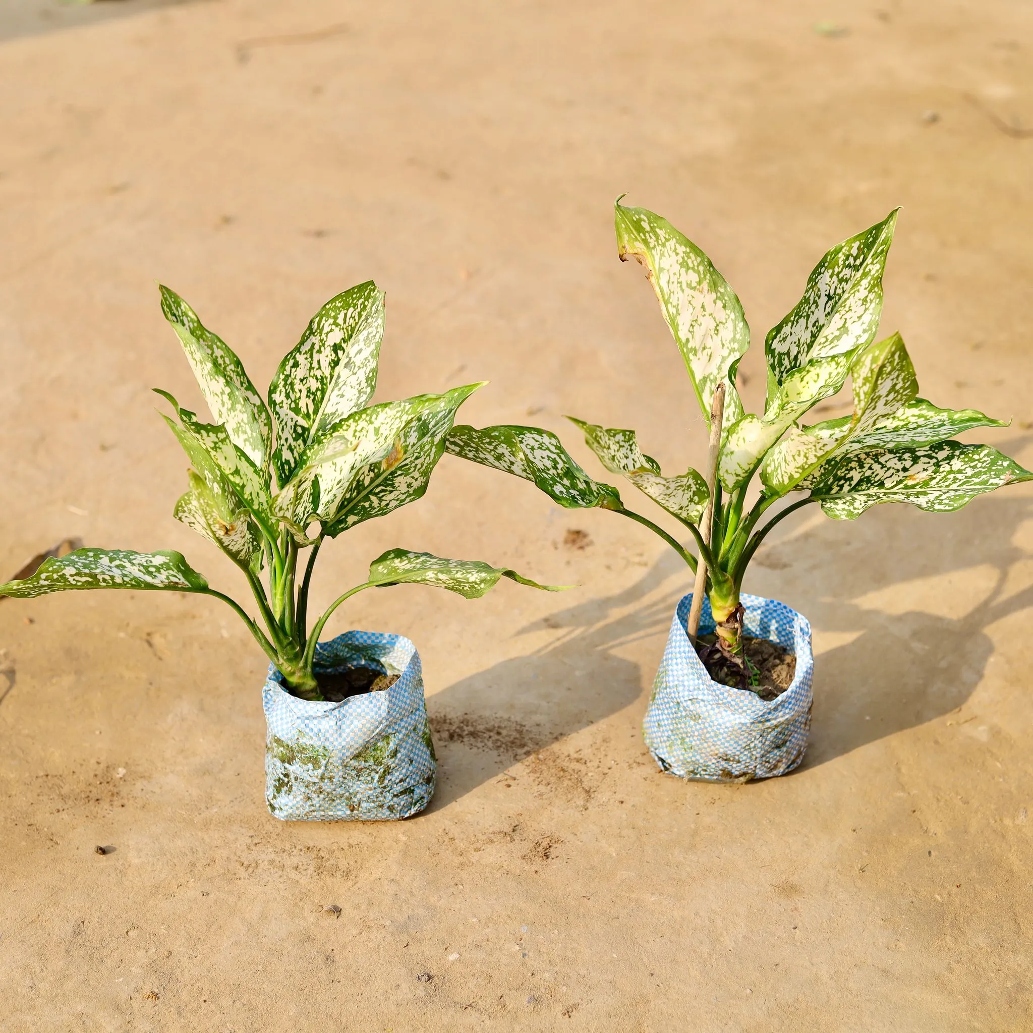 Set of 2 - Aglaonema Snow White in 4 inch Nursery Bag