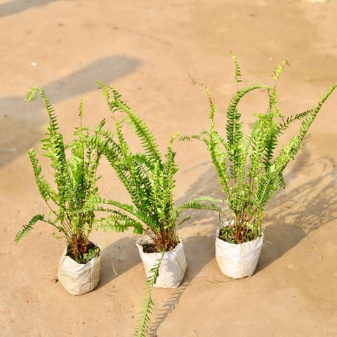 Set of 3 - Fern Green in 4 inch Nursery Bag