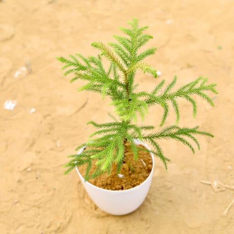 Araucaria / Christmas Tree (~ 1 Ft) in 6 Inch Live Fresh Plant White Premium Orchid Round Plastic Pot in Janakpuri
