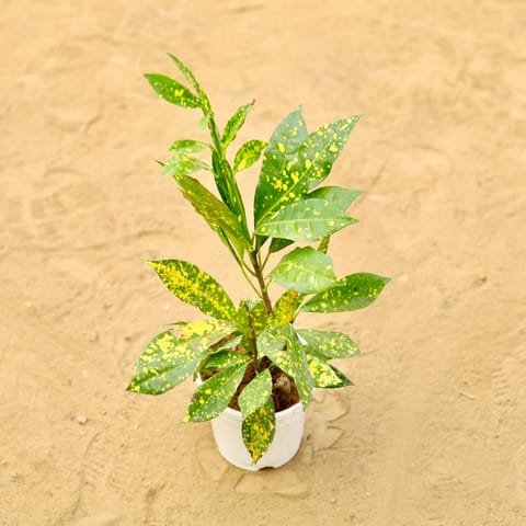 Baby Croton in 4 Inch Live Fresh Plant White Nursery Pot in Sector 3