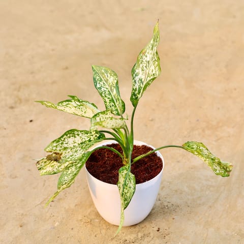 Aglaonema Snow White in 6 Inch Live Fresh Plant White Premium Orchid Round Plastic Pot in Tilak Nagar