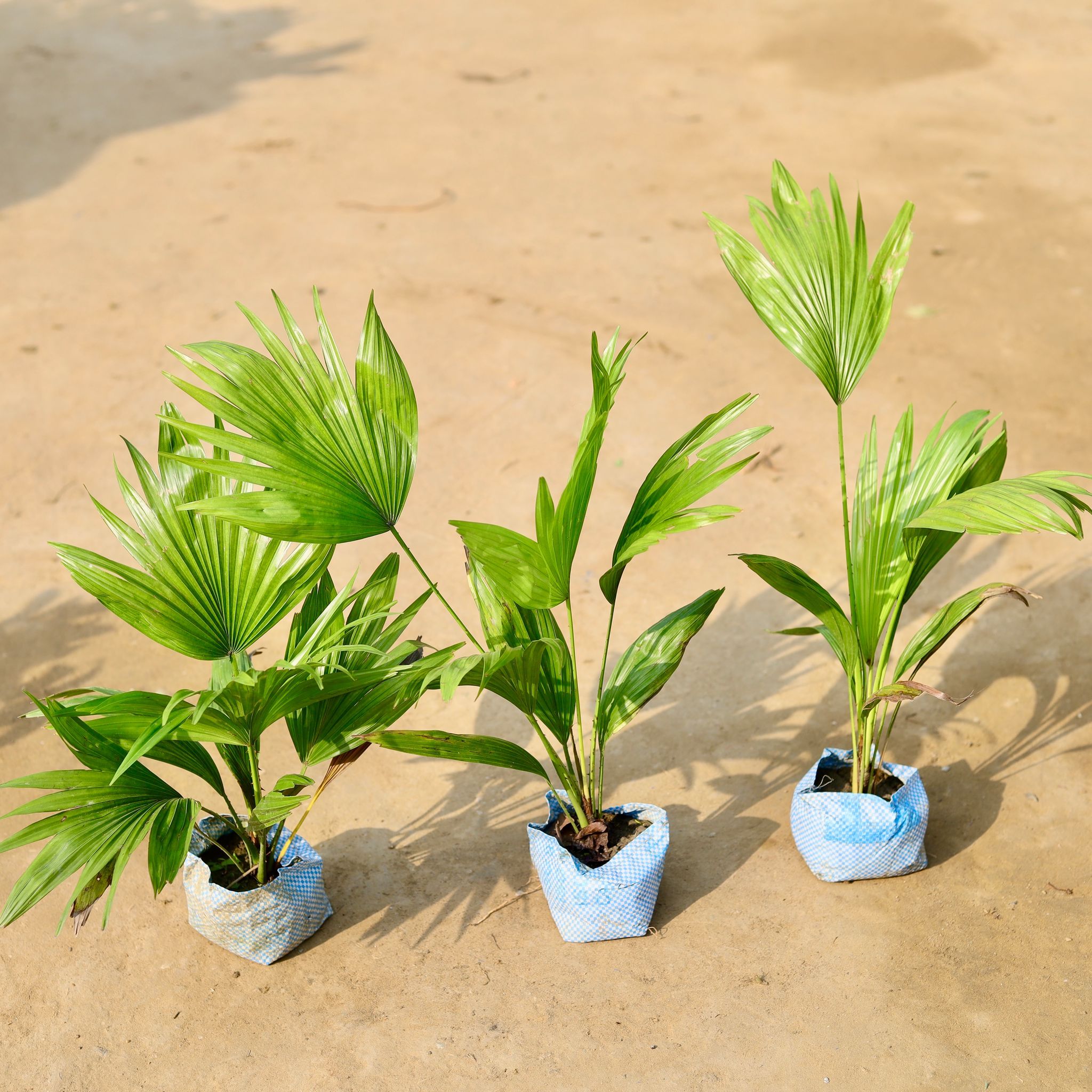 Set of 3 - China Palm in 4 inch Nursery Bag