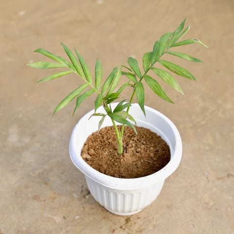 Chamaedorea Palm in 8 Inch White Olive Plastic Pot
