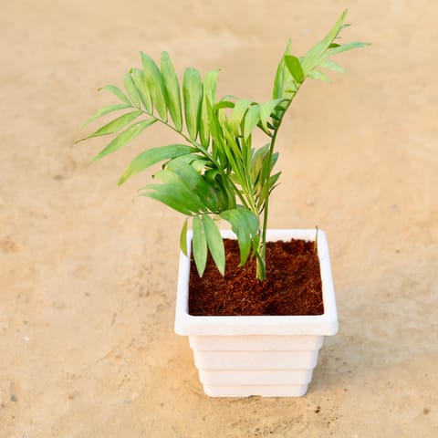 Chamaedorea Palm in 6 Inch White Marble Premium Orchid Square Plastic Pot