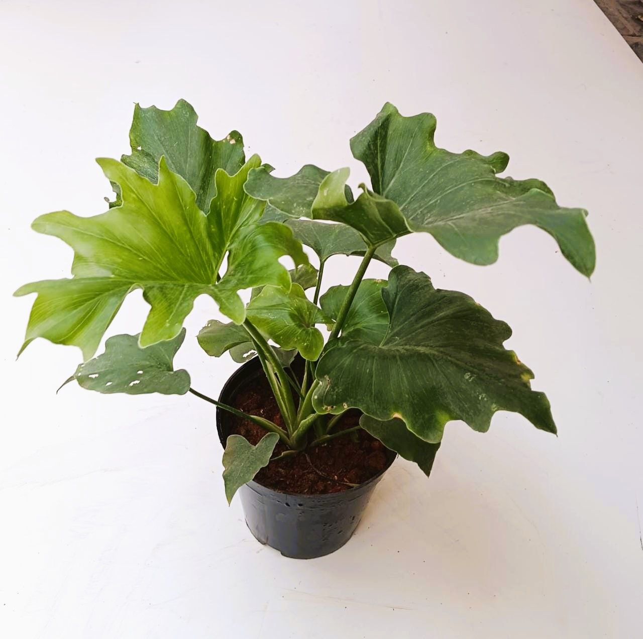 Xanadu Big Leaf in 4 Inch Nursery Pot