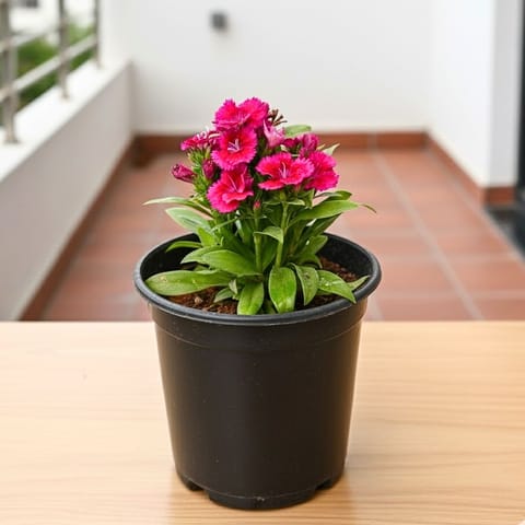 Dianthus Pink in 5 Inch Nursery Pot