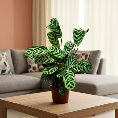 Calathea Maranta / Zebrina in 5 Inch Nursery Pot