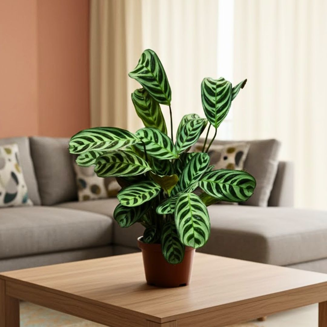 Calathea Maranta / Zebrina in 5 Inch Nursery Pot