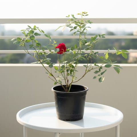 Desi Rose (Any Colour) in 6 Inch Nursery Pot