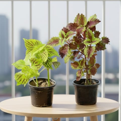 Set of 2 - Coleus (Any Colour) in 4 Inch Nursery Pot