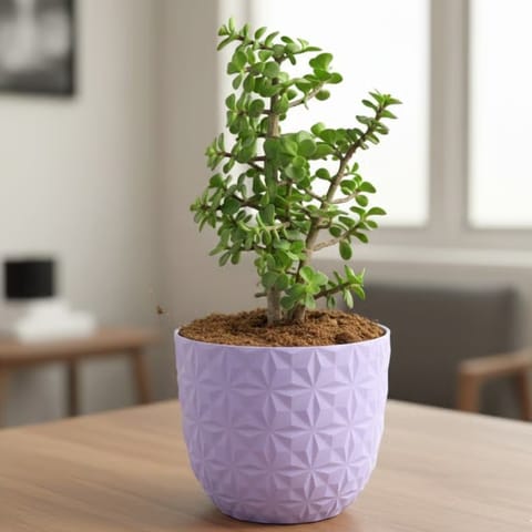 Jade in 4 Inch Purple Leafora Premium Plastic Planter