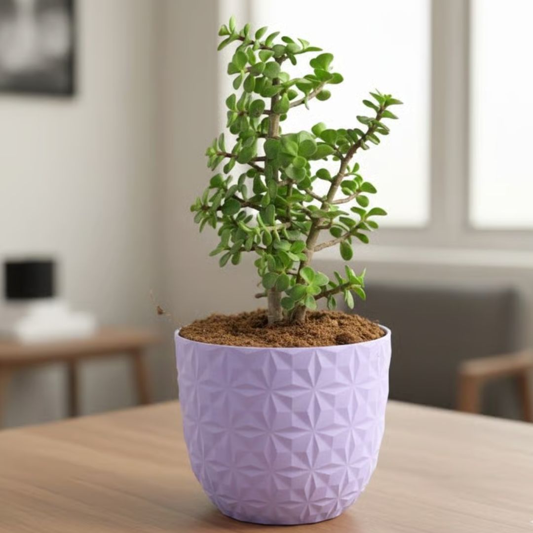 Jade in 4 Inch Purple Leafora Premium Plastic Planter