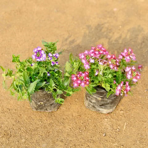 Set of 2 - Verbena (Any Colour) in 3 Inch Nursery Bag
